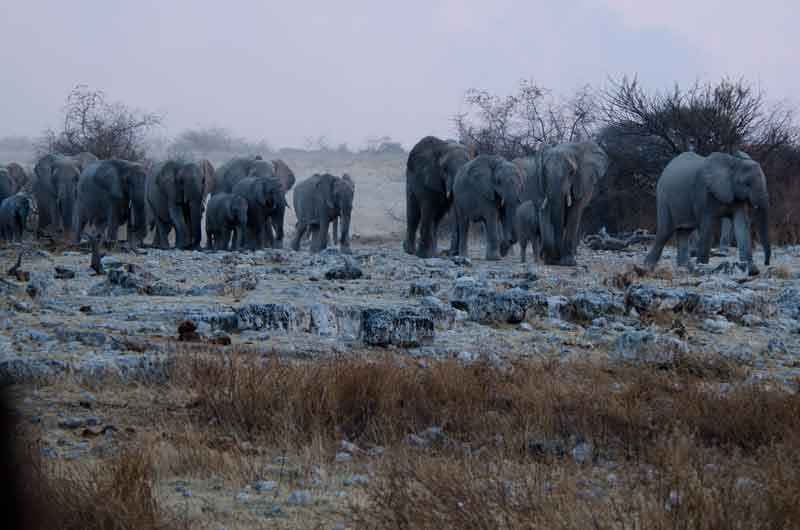 57 - Namibia - elefantes - parque nacional de Etosha